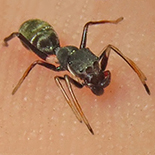 Myrmarachne marshalli